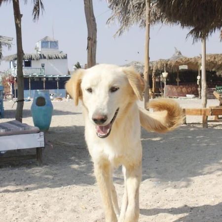 Deep south Eco-lodge Marsa Alam Extérieur photo